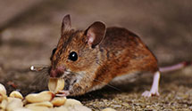 24 Hour & Emergency Exterminators in Mound City, SD